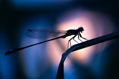 Tatjana Schwab - Libelle