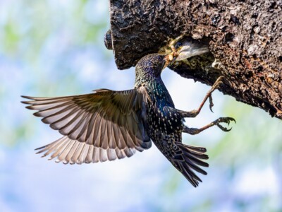 Tatjana Schwab - Star