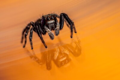 Tatjana Schwab - Springspinne