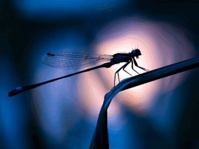Tatjana Schwab - Libelle im Gegenlicht