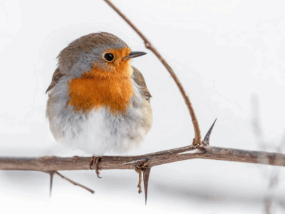 Tatjana Schwab - Rotkehlchen - Annahme