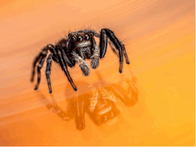 Tatjana Schwab - Sringspinne - Urkunde