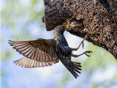 Tatjana Schwab - Star mit Nachwuchs - Urkunde
