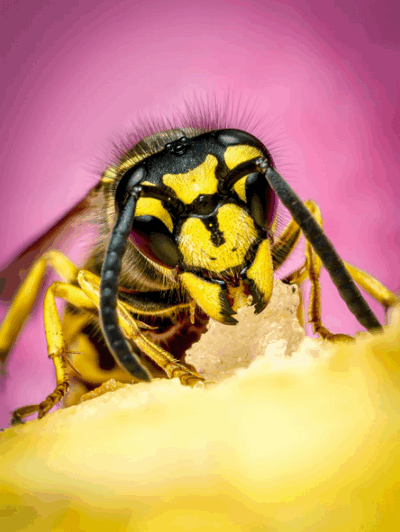 Tatjana Schwab - Wespe mit Apfelsnack - Annahme