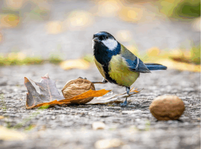 Tatjana Shwab - Blaumeise mit Walnuss - Urkunde