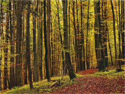 5. Platz Dorothea Wenzel